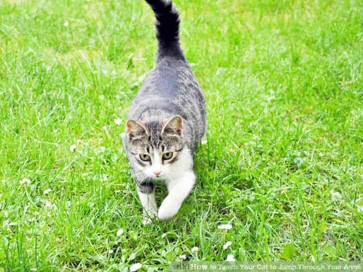 Image intitulée apprendre à Votre Chat à Sauter dans Vos Bras, l